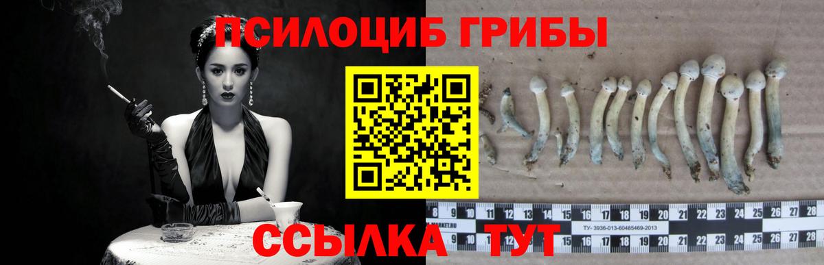 Галлюциногенные грибы Psilocybine cubensis Видное